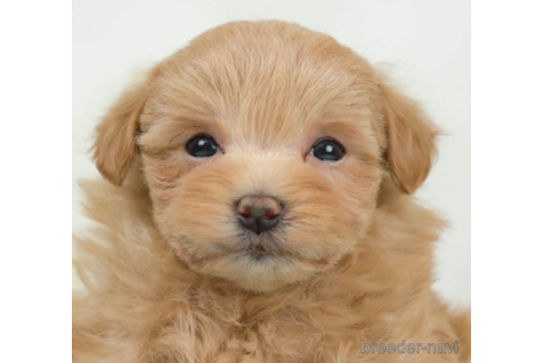 成約済の千葉県のマルプー:マルチーズ×トイプードル-226752の4枚目